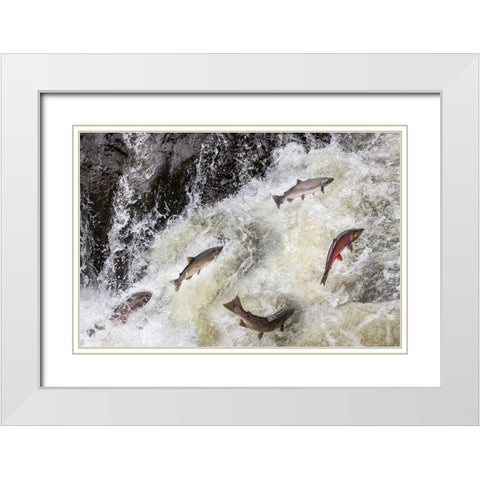 Spawning Coho salmon swimming upstream on the Nehalem River in the Tillamook State Forest-Oregon-USA White Modern Wood Framed Art Print with Double Matting by Haney, Chuck