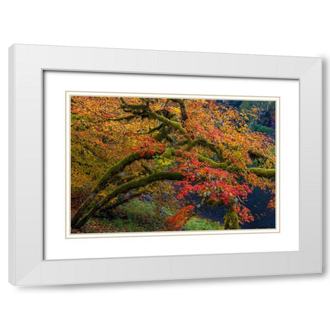 Colorful autumn maples along Humbug Creek in Clatsop County-Oregon-USA White Modern Wood Framed Art Print with Double Matting by Haney, Chuck