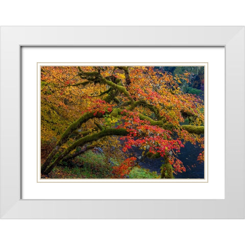 Colorful autumn maples along Humbug Creek in Clatsop County-Oregon-USA White Modern Wood Framed Art Print with Double Matting by Haney, Chuck
