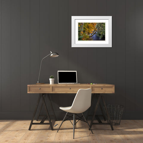 Colorful autumn maples along Humbug Creek in Clatsop County-Oregon-USA White Modern Wood Framed Art Print with Double Matting by Haney, Chuck