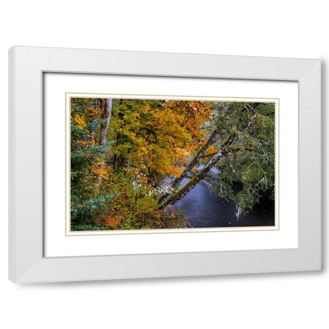 Colorful autumn maples along Humbug Creek in Clatsop County-Oregon-USA White Modern Wood Framed Art Print with Double Matting by Haney, Chuck