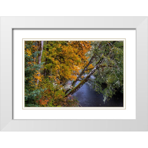Colorful autumn maples along Humbug Creek in Clatsop County-Oregon-USA White Modern Wood Framed Art Print with Double Matting by Haney, Chuck