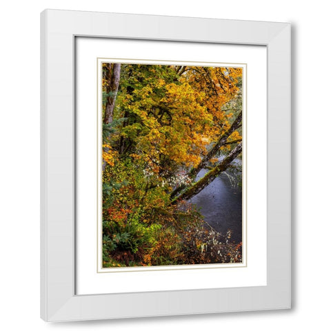 Colorful autumn maples along Humbug Creek in Clatsop County-Oregon-USA White Modern Wood Framed Art Print with Double Matting by Haney, Chuck