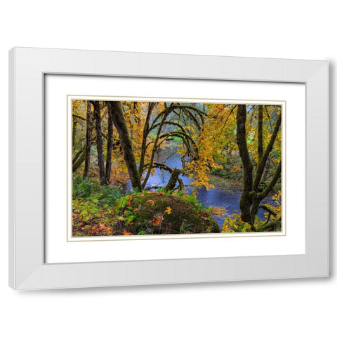 Colorful autumn maples along Humbug Creek in Clatsop County-Oregon-USA White Modern Wood Framed Art Print with Double Matting by Haney, Chuck
