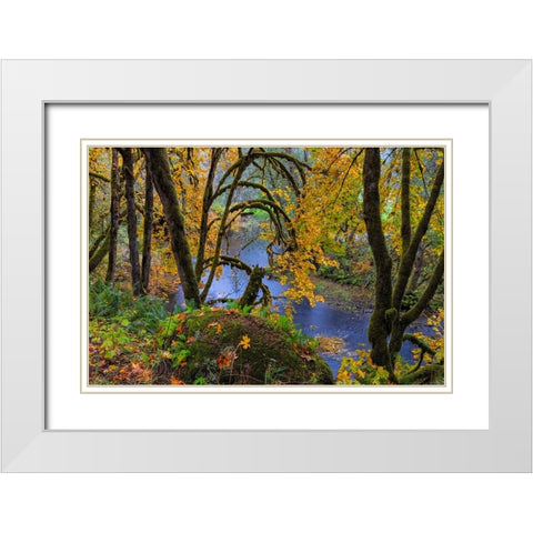 Colorful autumn maples along Humbug Creek in Clatsop County-Oregon-USA White Modern Wood Framed Art Print with Double Matting by Haney, Chuck
