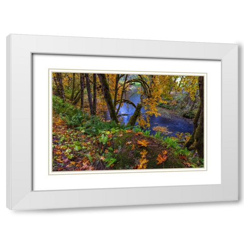 Colorful autumn maples along Humbug Creek in Clatsop County-Oregon-USA White Modern Wood Framed Art Print with Double Matting by Haney, Chuck