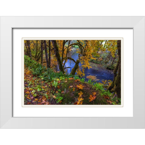 Colorful autumn maples along Humbug Creek in Clatsop County-Oregon-USA White Modern Wood Framed Art Print with Double Matting by Haney, Chuck