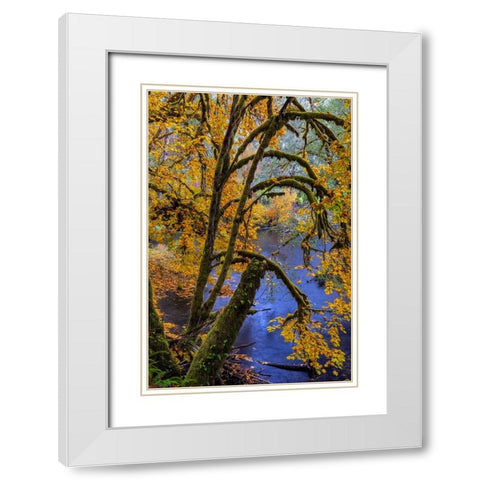 Colorful autumn maples along Humbug Creek in Clatsop County-Oregon-USA White Modern Wood Framed Art Print with Double Matting by Haney, Chuck