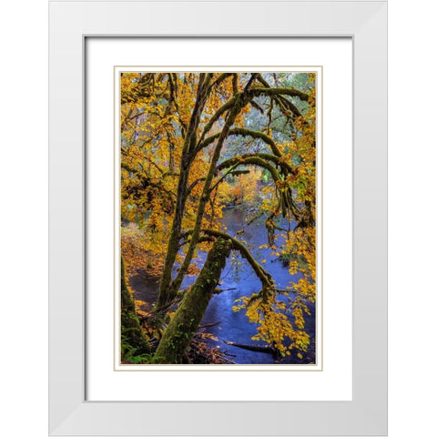 Colorful autumn maples along Humbug Creek in Clatsop County-Oregon-USA White Modern Wood Framed Art Print with Double Matting by Haney, Chuck