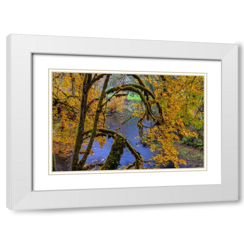 Colorful autumn maples along Humbug Creek in Clatsop County-Oregon-USA White Modern Wood Framed Art Print with Double Matting by Haney, Chuck