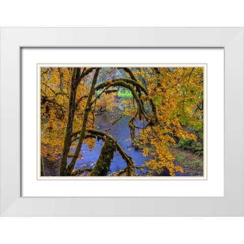 Colorful autumn maples along Humbug Creek in Clatsop County-Oregon-USA White Modern Wood Framed Art Print with Double Matting by Haney, Chuck