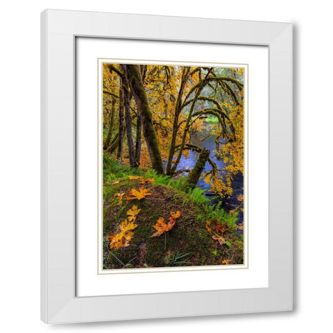 Colorful autumn maples along Humbug Creek in Clatsop County-Oregon-USA White Modern Wood Framed Art Print with Double Matting by Haney, Chuck
