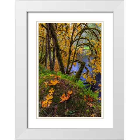 Colorful autumn maples along Humbug Creek in Clatsop County-Oregon-USA White Modern Wood Framed Art Print with Double Matting by Haney, Chuck