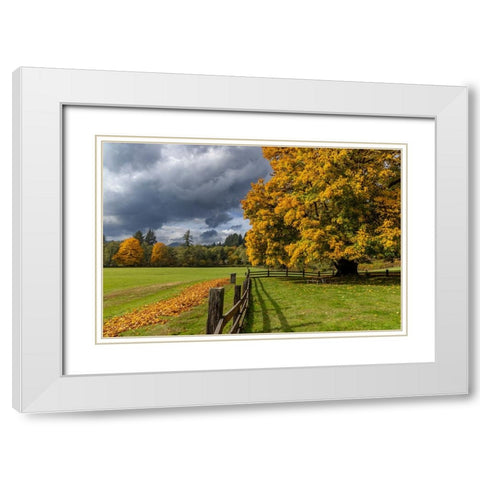 Maple tree and fence at Jewell Meadows Wildlife Area near Jewell-Oregon-USA White Modern Wood Framed Art Print with Double Matting by Haney, Chuck