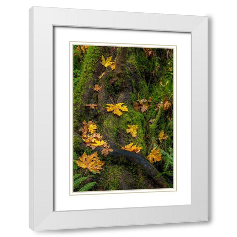 Bigtooth Maple leaves in autumn along Munson Creek near Tillamook-Oregon-USA White Modern Wood Framed Art Print with Double Matting by Haney, Chuck