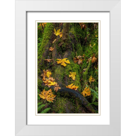 Bigtooth Maple leaves in autumn along Munson Creek near Tillamook-Oregon-USA White Modern Wood Framed Art Print with Double Matting by Haney, Chuck
