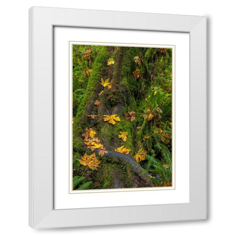 Bigtooth Maple leaves in autumn along Munson Creek near Tillamook-Oregon-USA White Modern Wood Framed Art Print with Double Matting by Haney, Chuck