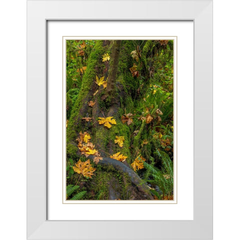 Bigtooth Maple leaves in autumn along Munson Creek near Tillamook-Oregon-USA White Modern Wood Framed Art Print with Double Matting by Haney, Chuck