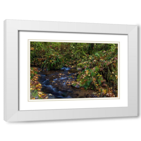 Munson Creek Falls State Natural Site in autumn near Tillamook-Oregon-USA White Modern Wood Framed Art Print with Double Matting by Haney, Chuck