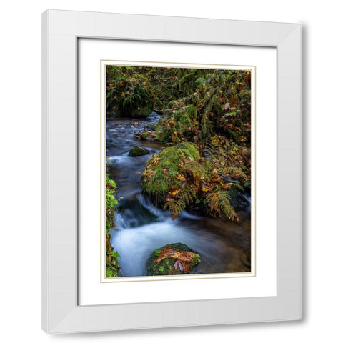 Munson Creek Falls State Natural Site in autumn near Tillamook-Oregon-USA White Modern Wood Framed Art Print with Double Matting by Haney, Chuck