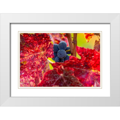 Mature pinot noir grapes on the vine at Yamhill Valley Vineyards near McMinnville-Oregon-USA White Modern Wood Framed Art Print with Double Matting by Haney, Chuck