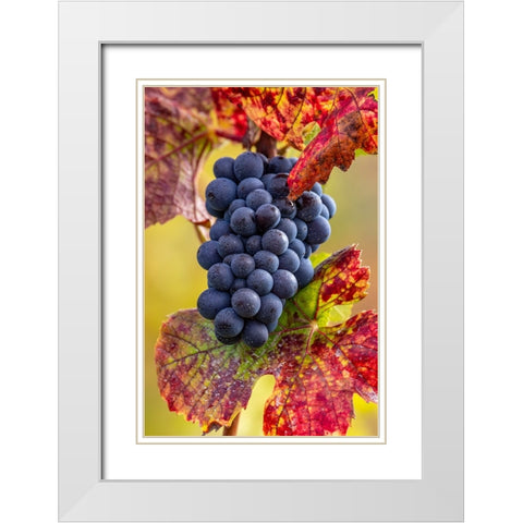 Mature pinot noir grapes on the vine at Yamhill Valley Vineyards near McMinnville-Oregon-USA White Modern Wood Framed Art Print with Double Matting by Haney, Chuck