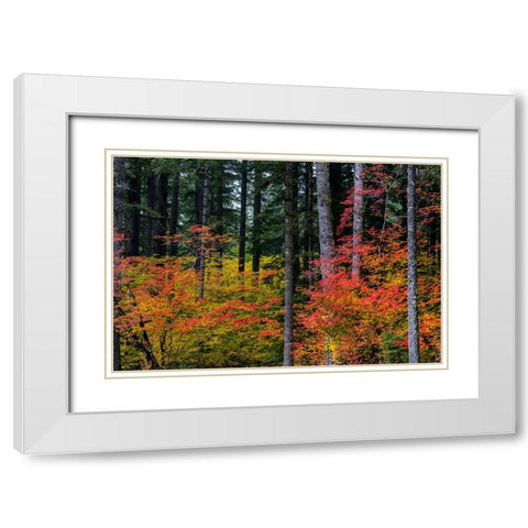 Vine Maple trees in autumn at Silver Falls State Park near Silverton-Oregon-USA White Modern Wood Framed Art Print with Double Matting by Haney, Chuck