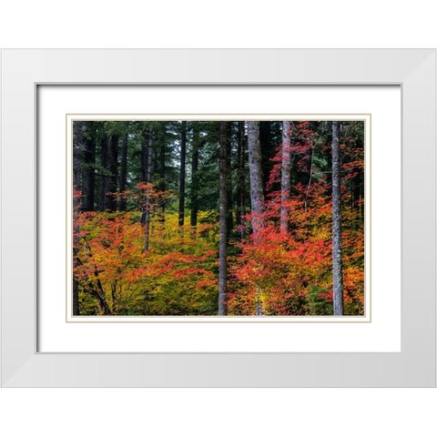 Vine Maple trees in autumn at Silver Falls State Park near Silverton-Oregon-USA White Modern Wood Framed Art Print with Double Matting by Haney, Chuck