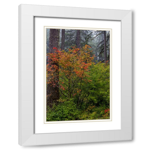 Vine Maple in autumn hues at Silver Falls State Park near Sublimity-Oregon-USA White Modern Wood Framed Art Print with Double Matting by Haney, Chuck