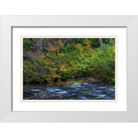 Vine maple in autumn over the North Fork of Silver Creek at Silver Falls State Park near Sublimity White Modern Wood Framed Art Print with Double Matting by Haney, Chuck