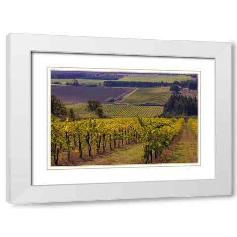 Vineyards at Yamhill Valley Vineyards near McMinnville-Oregon-USA White Modern Wood Framed Art Print with Double Matting by Haney, Chuck