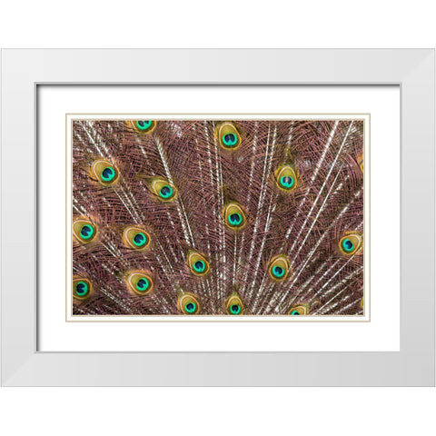 USA- Oregon- Tillamook. Peacock displaying tail feathers. White Modern Wood Framed Art Print with Double Matting by Gulin, Darrell