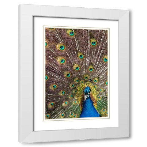 USA- Oregon- Tillamook. Peacock displaying tail feathers. White Modern Wood Framed Art Print with Double Matting by Gulin, Darrell