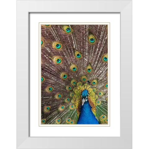 USA- Oregon- Tillamook. Peacock displaying tail feathers. White Modern Wood Framed Art Print with Double Matting by Gulin, Darrell