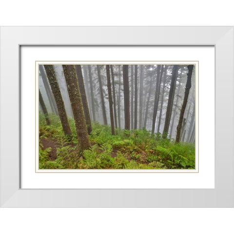 USA- Oregon. Lookout State Park with fog amongst Sitka spruce forest White Modern Wood Framed Art Print with Double Matting by Gulin, Darrell