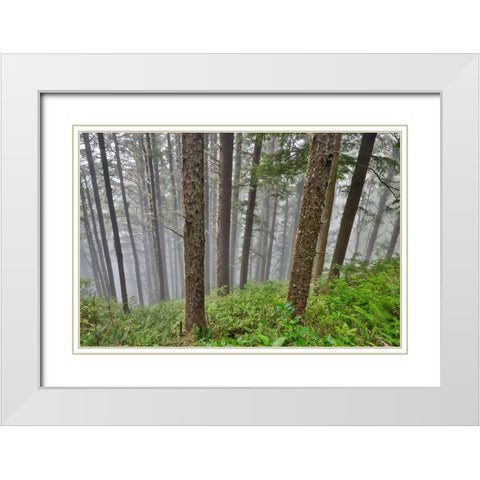 USA- Oregon. Lookout State Park with fog amongst Sitka spruce forest White Modern Wood Framed Art Print with Double Matting by Gulin, Darrell