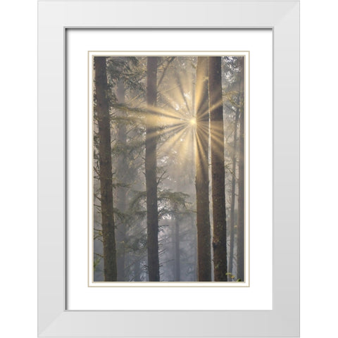 USA- Oregon. Lookout State Park with fog and sun breaking through amongst Sitka spruce forest White Modern Wood Framed Art Print with Double Matting by Gulin, Darrell
