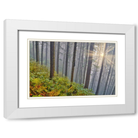 USA- Oregon. Lookout State Park with fog and sun breaking through amongst Sitka spruce forest White Modern Wood Framed Art Print with Double Matting by Gulin, Darrell