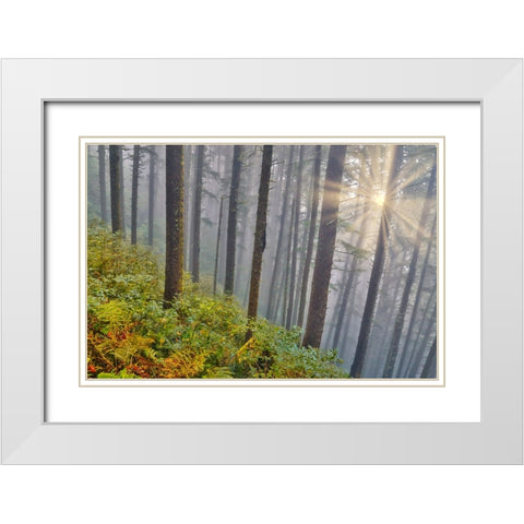 USA- Oregon. Lookout State Park with fog and sun breaking through amongst Sitka spruce forest White Modern Wood Framed Art Print with Double Matting by Gulin, Darrell