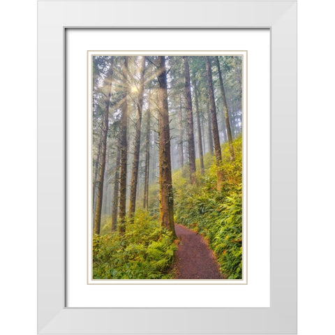 USA- Oregon. Lookout State Park trail with fog amongst Sitka spruce forest with sunrays White Modern Wood Framed Art Print with Double Matting by Gulin, Darrell