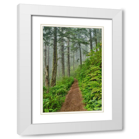 USA- Oregon. Lookout State Park trail with fog amongst Sitka spruce forest White Modern Wood Framed Art Print with Double Matting by Gulin, Darrell
