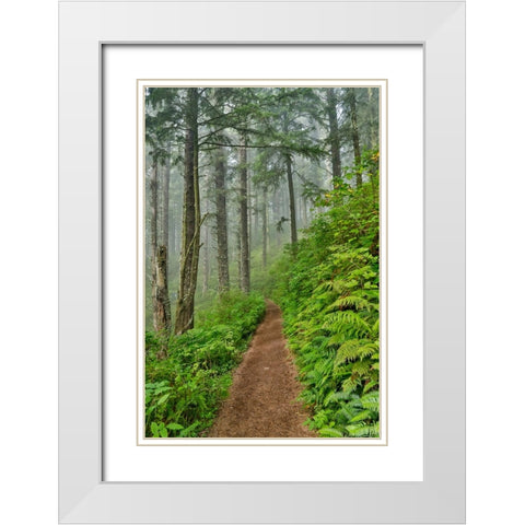 USA- Oregon. Lookout State Park trail with fog amongst Sitka spruce forest White Modern Wood Framed Art Print with Double Matting by Gulin, Darrell