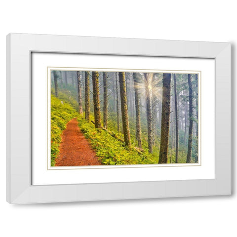USA- Oregon. Lookout State Park trail with fog amongst Sitka spruce forest with sunrays White Modern Wood Framed Art Print with Double Matting by Gulin, Darrell