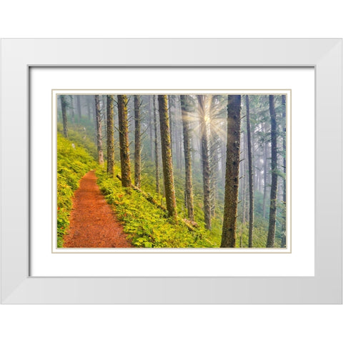 USA- Oregon. Lookout State Park trail with fog amongst Sitka spruce forest with sunrays White Modern Wood Framed Art Print with Double Matting by Gulin, Darrell