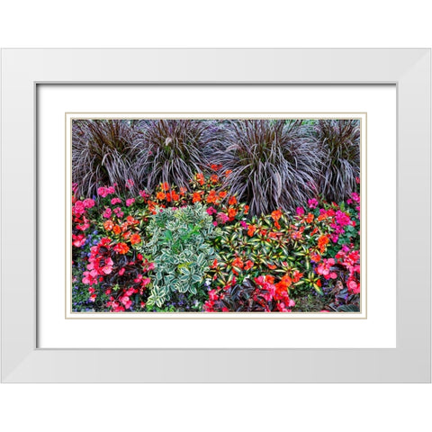 USA- Oregon. Cannon Beach Garden with orange New Guinea impatiens- grasses and reddish geraniums White Modern Wood Framed Art Print with Double Matting by Gulin, Darrell