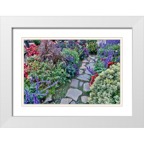 USA- Oregon. Cannon Beach Garden and path with Blue Salvia and reddish geraniums White Modern Wood Framed Art Print with Double Matting by Gulin, Darrell