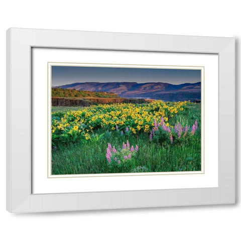 Lupine and balsamroot wildflowers at Columbia River Gorge near Hood River-Oregon White Modern Wood Framed Art Print with Double Matting by Garber, Howie