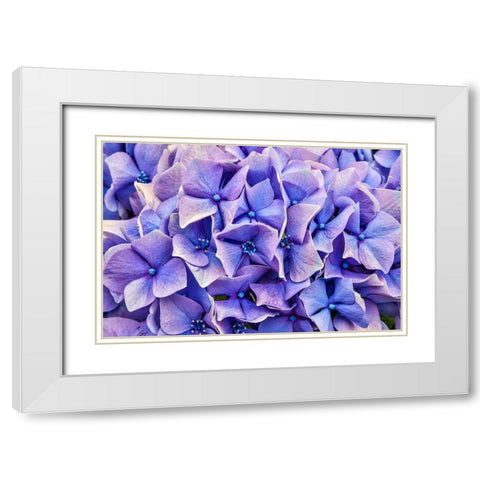 Usa-Oregon-Yachats Plantings White Modern Wood Framed Art Print with Double Matting by Looney, Hollice