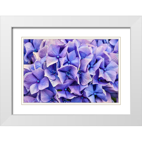 Usa-Oregon-Yachats Plantings White Modern Wood Framed Art Print with Double Matting by Looney, Hollice