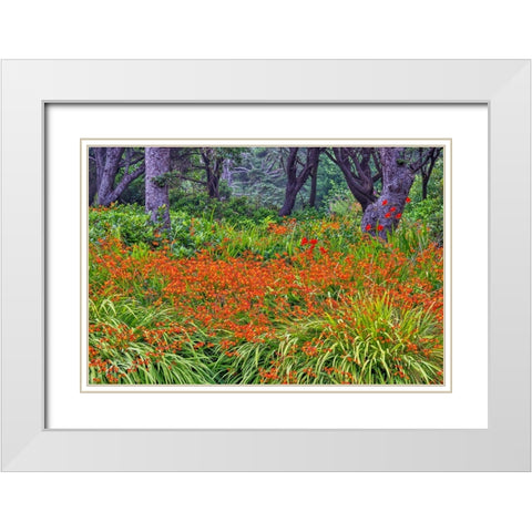 Usa-Oregon-Yachats Plantings White Modern Wood Framed Art Print with Double Matting by Looney, Hollice
